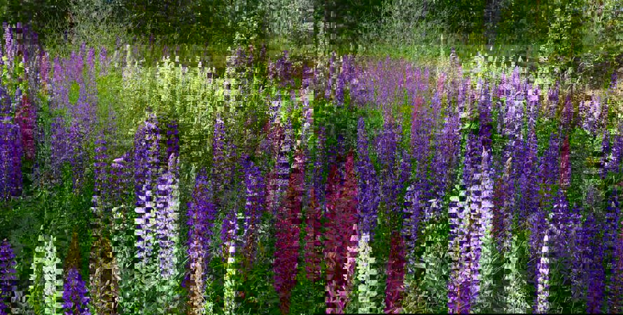 Bilden visar ett stort antal lupiner i rosa, vitt och lila.